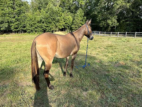 bay-dun-pony-for-sale