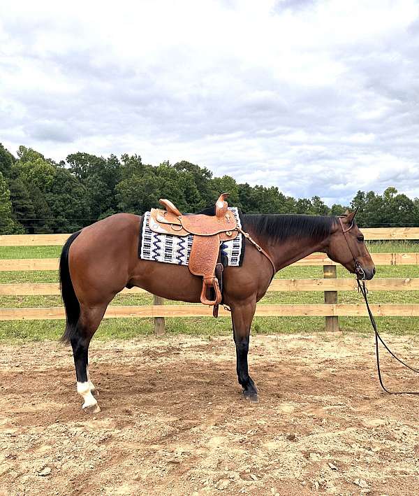 bay-two-hind-white-socks-horse