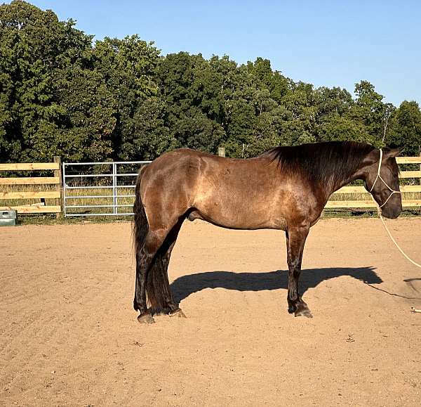 stripes-on-the-legs-a-dun-line-horse