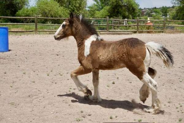 buckskin-tobianno-horse