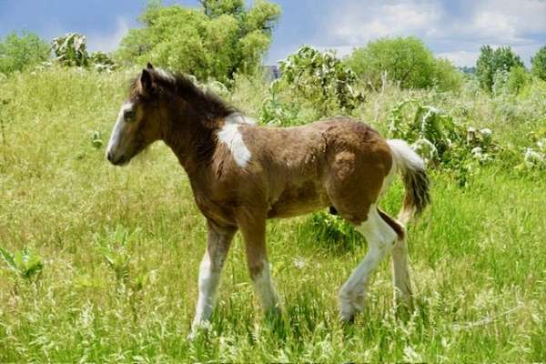 buckskin-gypsy-vanner-colt