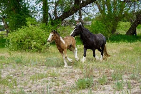 buckskin-gvhs-colt