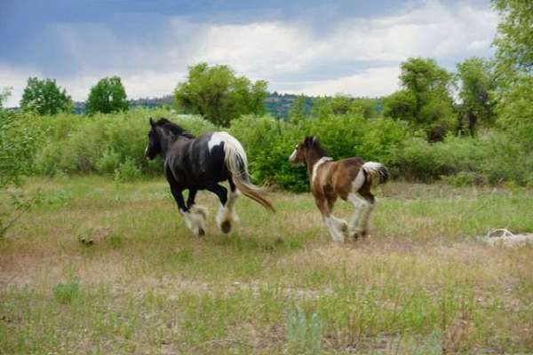 buckskin-gvhs-horse