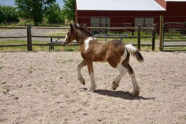 14-hand-gypsy-vanner-colt