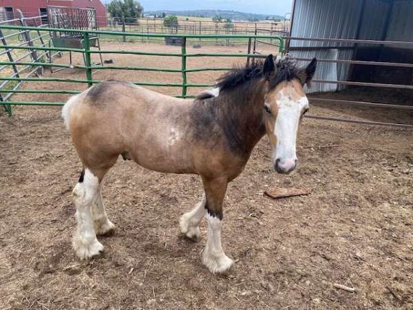 buckskin-gypsy-vanner-for-sale