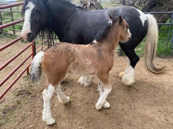 14-hand-gypsy-vanner-horse