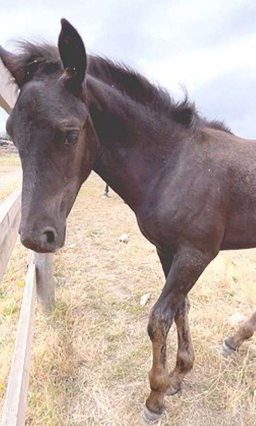 cheval-canadien-horse