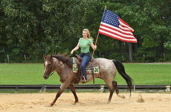 red-roan-western-dressage-pony