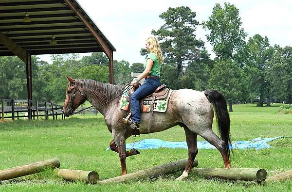 bombproof-quarter-pony