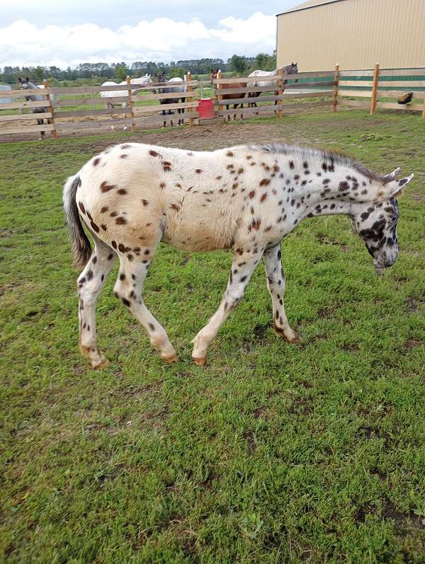 agouti-appaloosa-horse