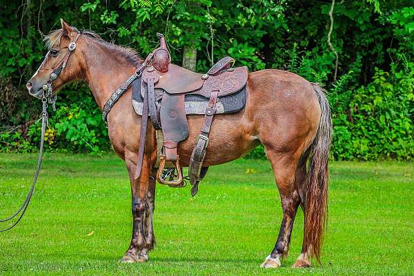 chocolate-husband-safe-pony