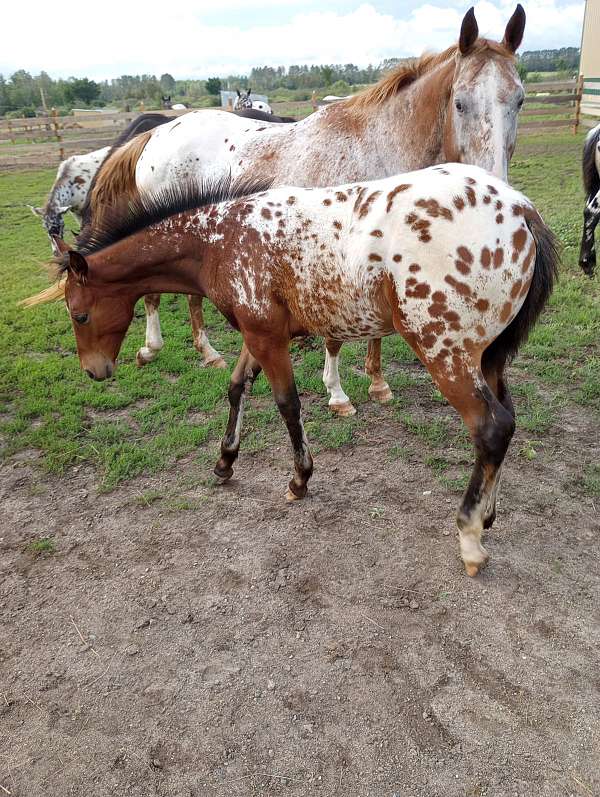 bay-blanket-with-spots-horse