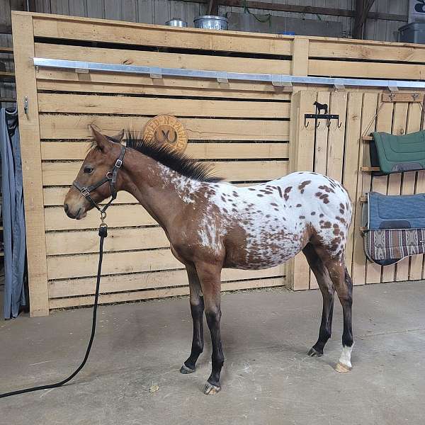 bay-blanket-with-spots-horse