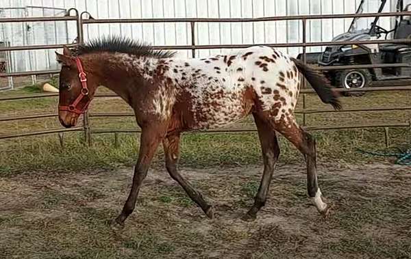 bay-blanket-with-spots-horse