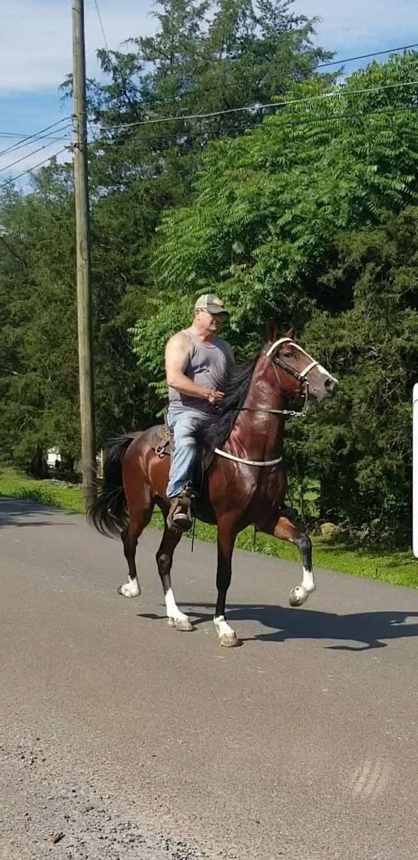 bay-tennessee-walking-stallion