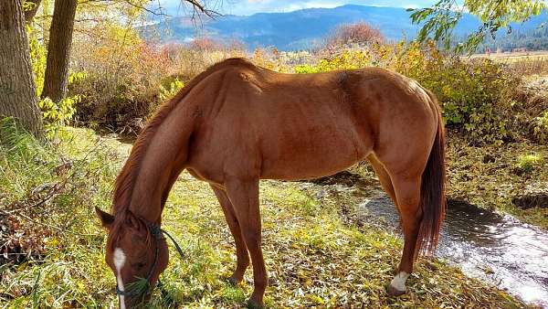 athletic-quarter-horse