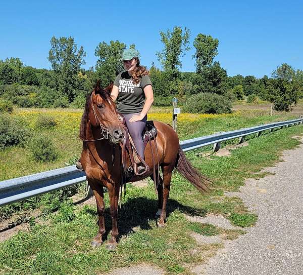 crackerjack-tennessee-walking-horse