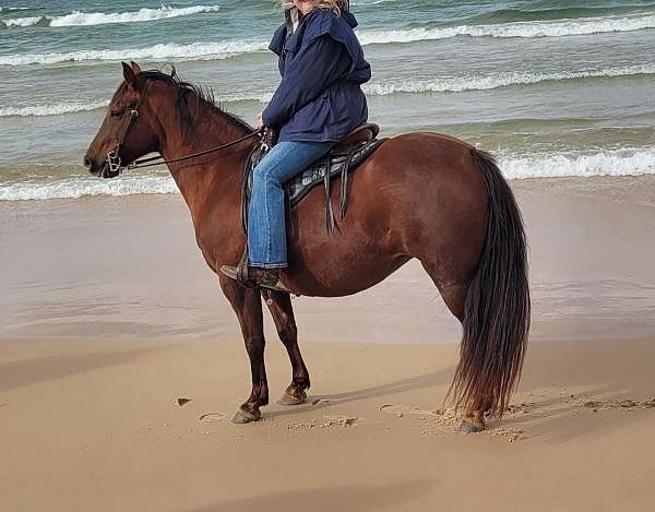 crackerjack-tennessee-walking-horse