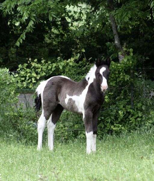 smokey-black-western-dressage-horse