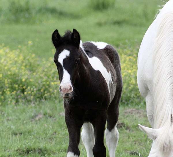 tobiano-horse