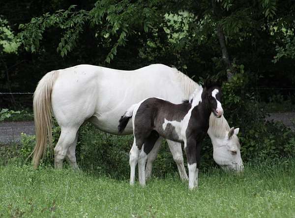 smokey-black-tobiano-horse