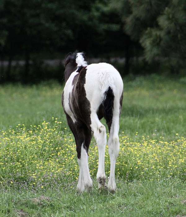 all-around-gypsy-vanner-horse