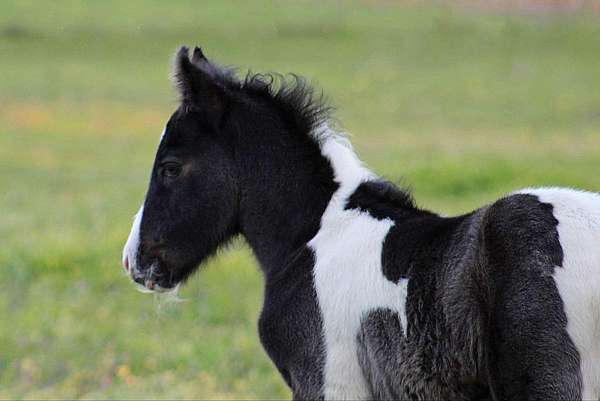 athletic-gypsy-vanner-horse