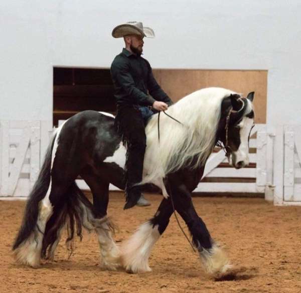 cowboy-mounted-shooting-gypsy-vanner-horse