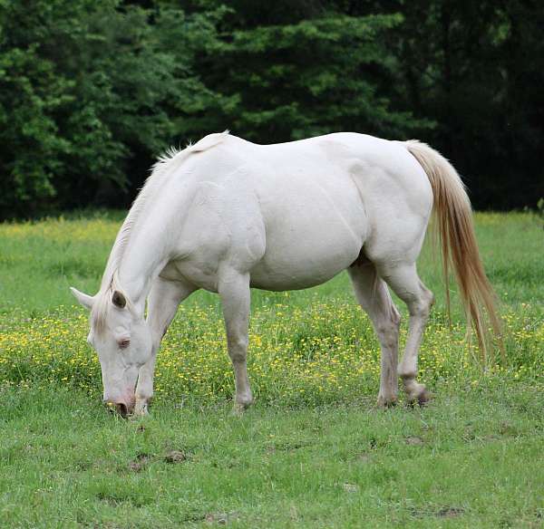 dressage-gypsy-vanner-horse