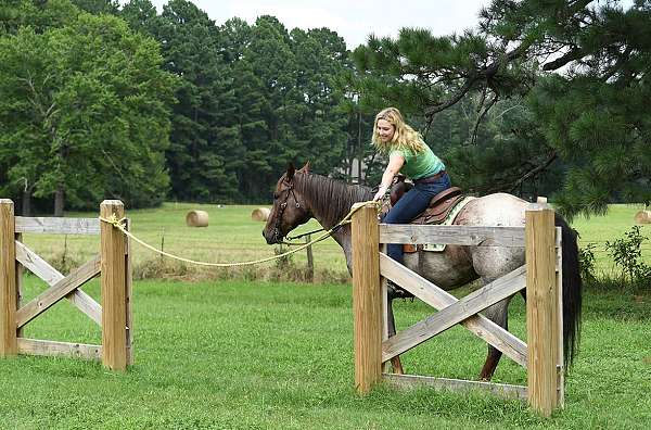 gelding-quarter-pony