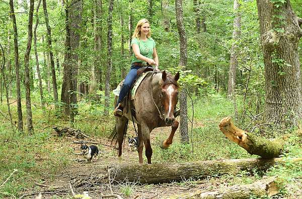 all-around-quarter-pony