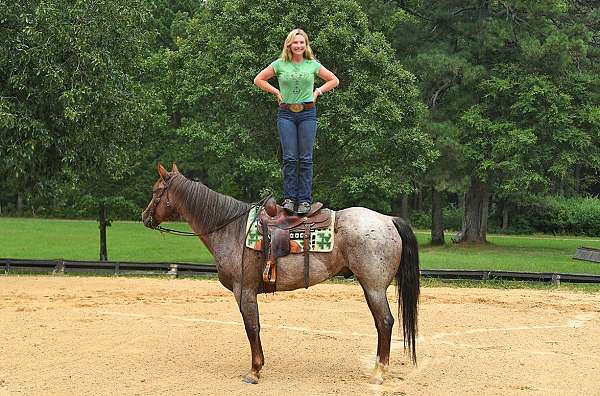 haflinger-quarter-pony