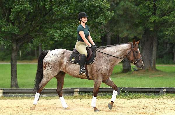 ranch-riding-quarter-pony