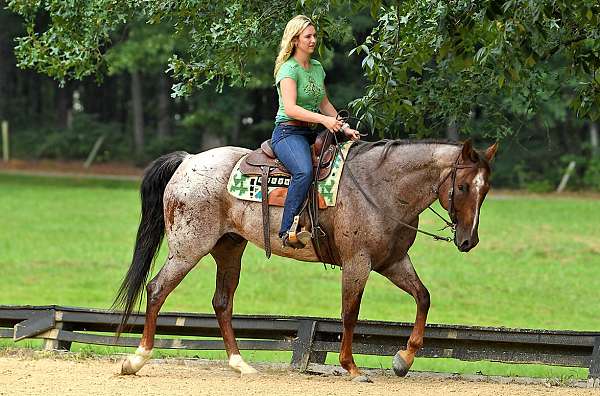 trail-riding-quarter-pony