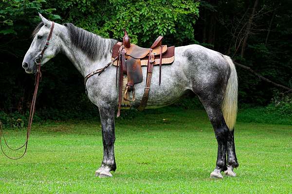 all-around-percheron-horse