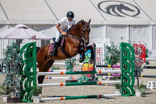 golden-dutch-warmblood-horse