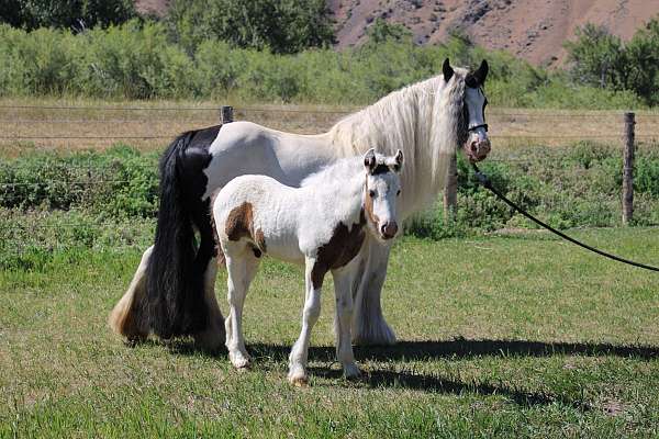 black-tobiano-horse