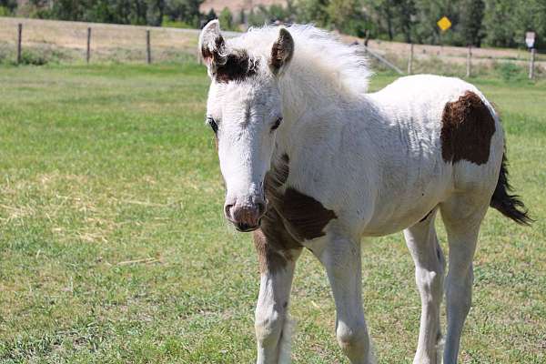 tobiano-black-horse