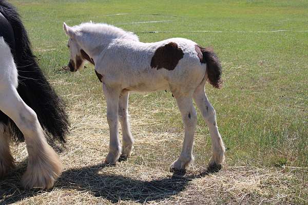 tobiano-gypsy-vanner-colt