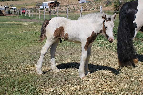 black-tobiano