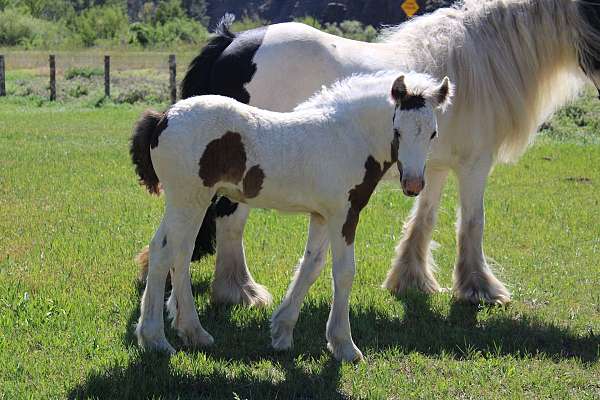 tobiano-gvhs-colt