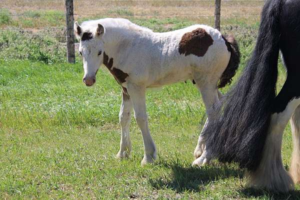 tobiano-gvhs-horse