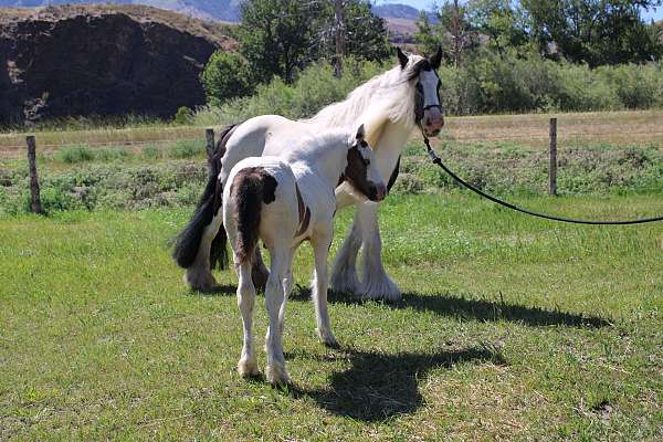 tobiano-colt-for-sale