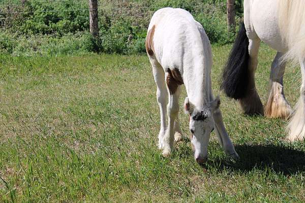 14-hand-gypsy-vanner-colt