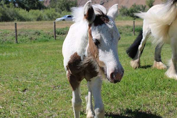 tobiano-gypsy-vanner-for-sale