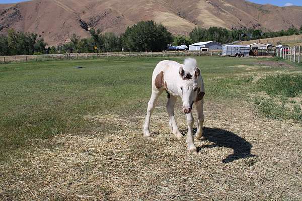 14-hand-gypsy-vanner-horse