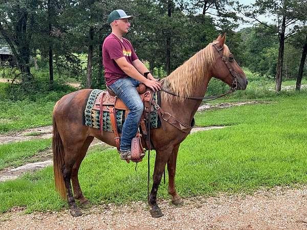 driving-missouri-fox-trotter-horse