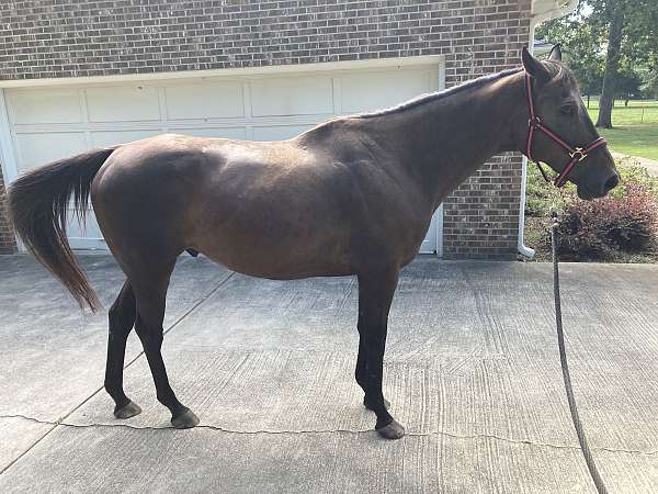 thoroughbred-gelding