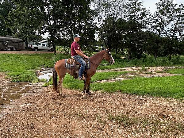 bay-roan-missouri-fox-trotter-mare