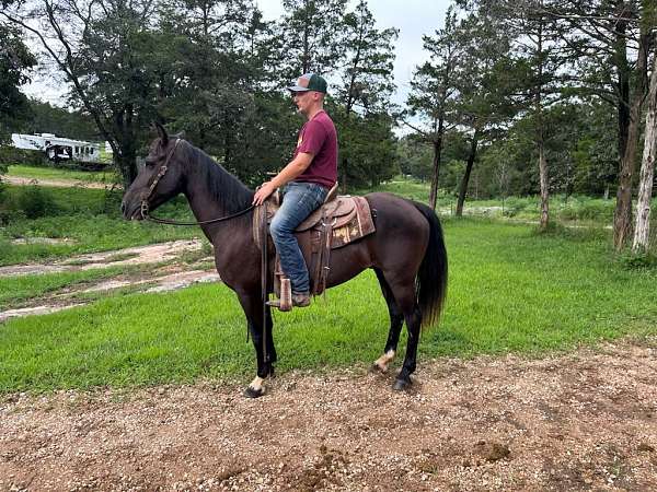 flashy-tennessee-walking-horse